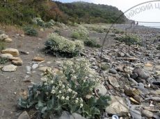 Crambe-maritima_Абрау_стация